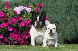 BOULEDOGUE FRANCAIS 646
